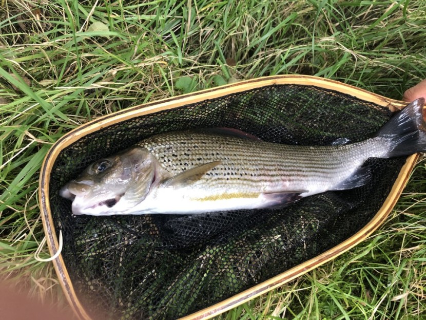 17 inch Irfon grayling - HL of Herefordshire